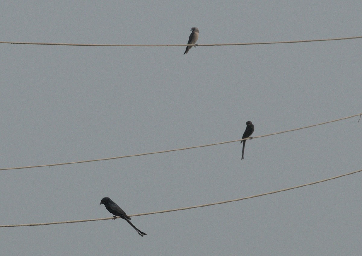 Black Drongo - ML413904401