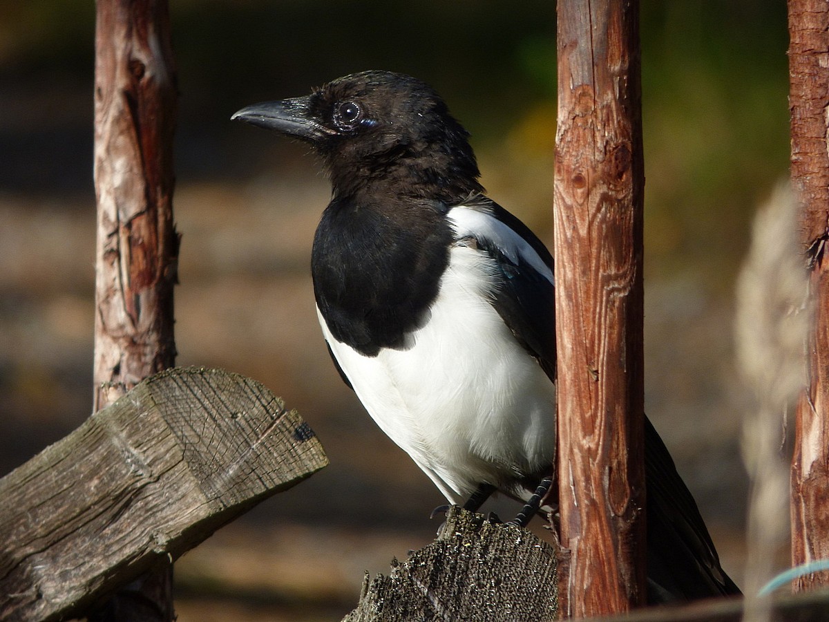 Eurasian Magpie - ML413904761