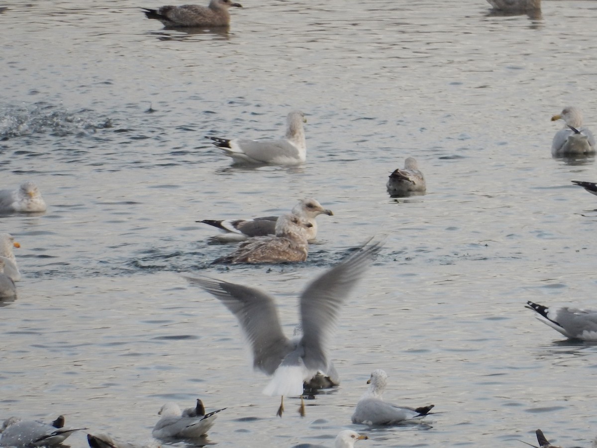 Slaty-backed Gull - Daisy Paul