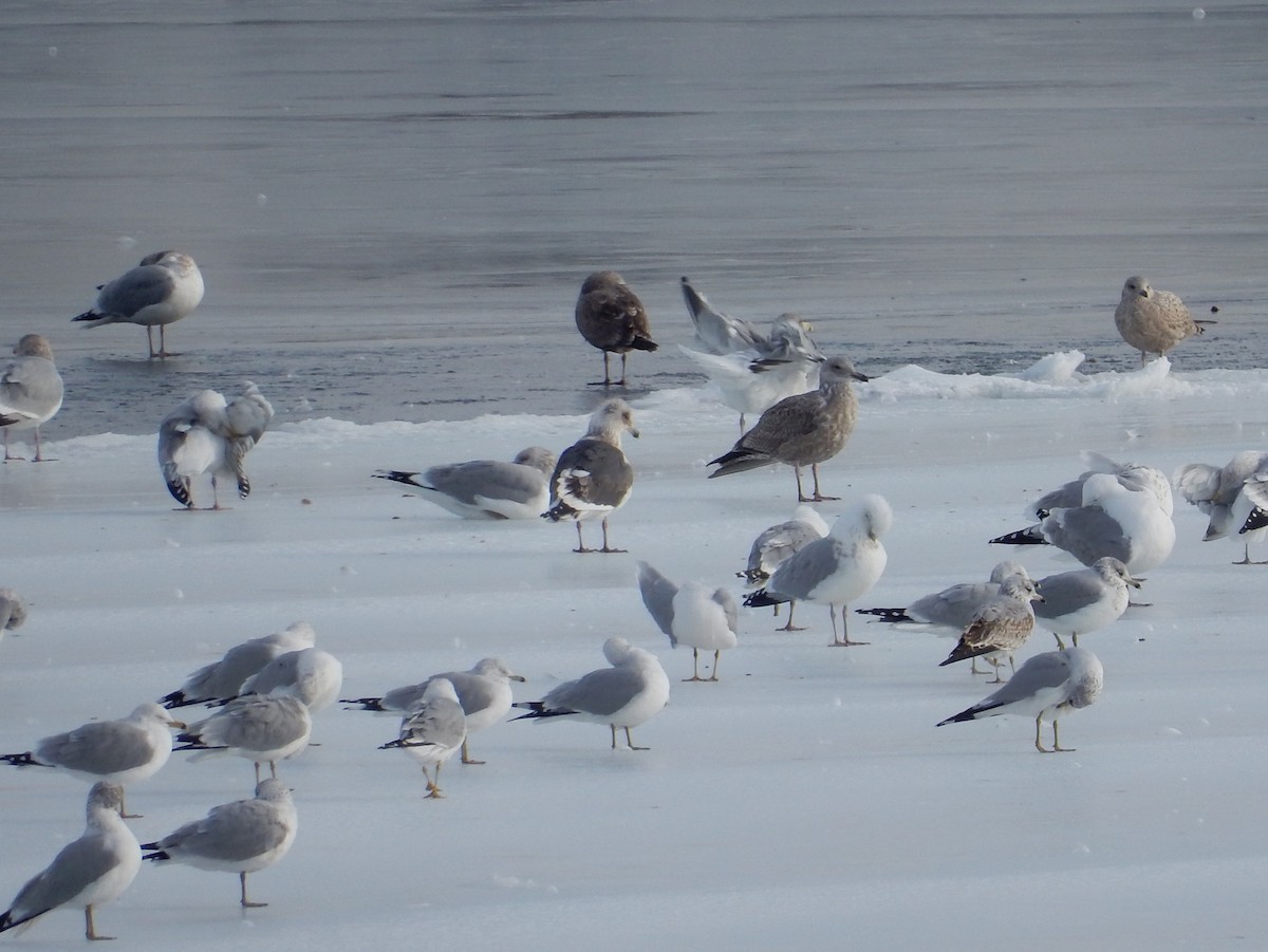 Gaviota de Kamchatka - ML413905561