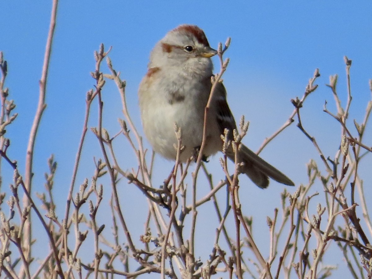 American Tree Sparrow - ML413905811