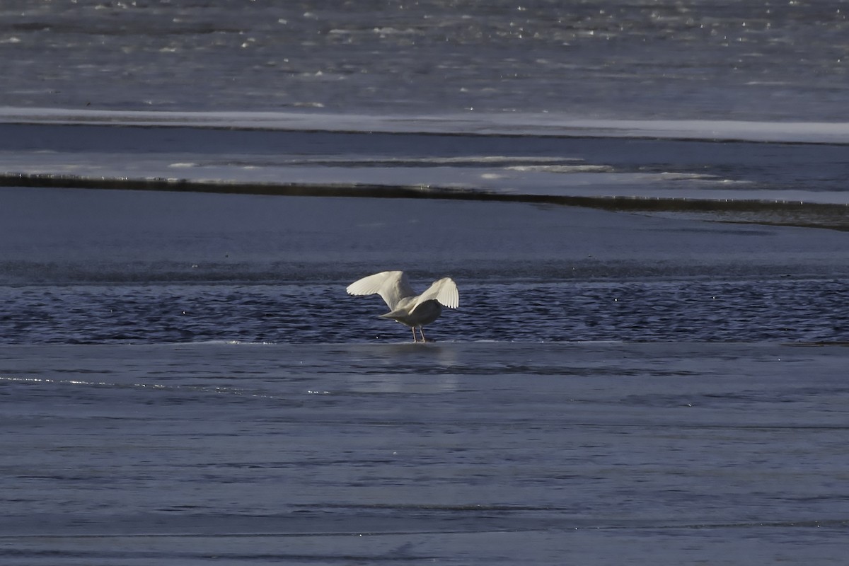 Glaucous Gull - Thomas Kallmeyer