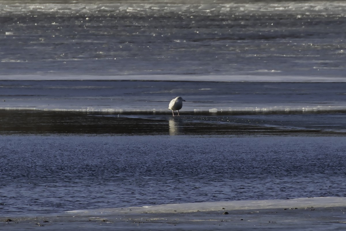 Glaucous Gull - ML413905911