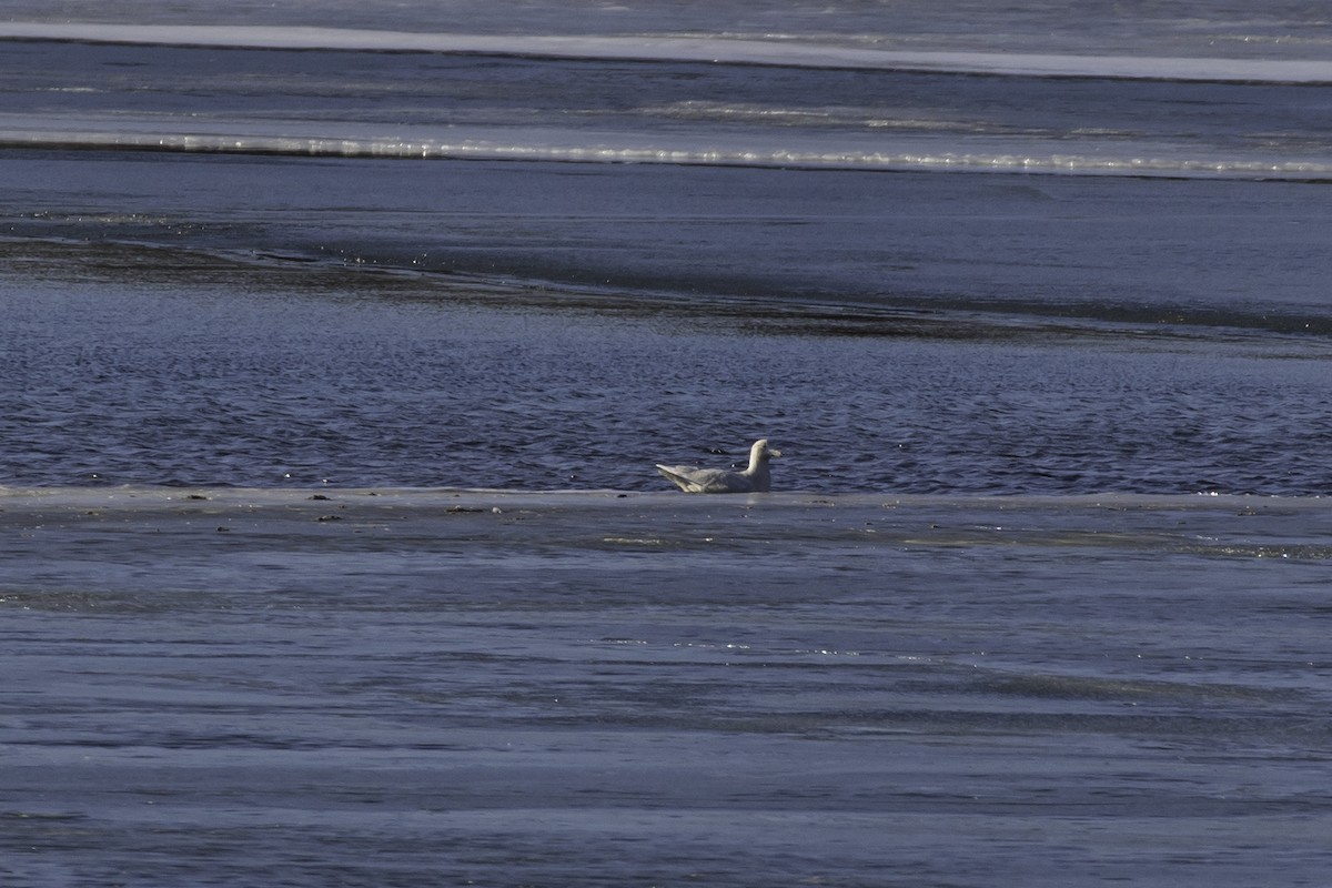 Glaucous Gull - Thomas Kallmeyer