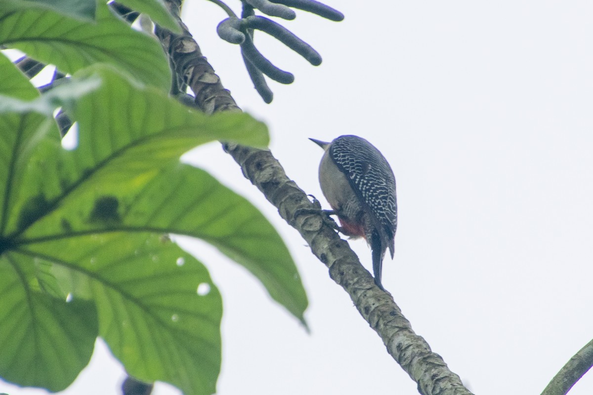 Golden-fronted Woodpecker - Jesse LeBlanc