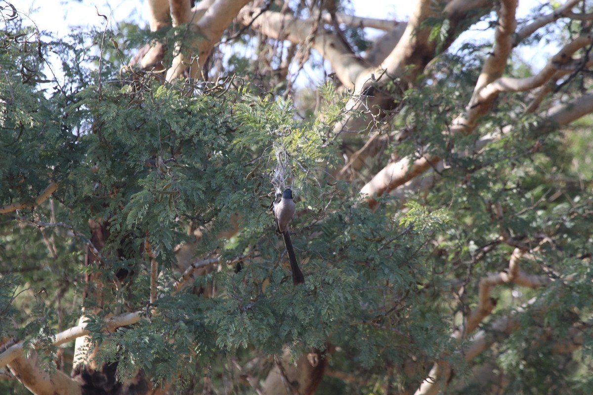 Hooded Treepie - Myo Thant Tun