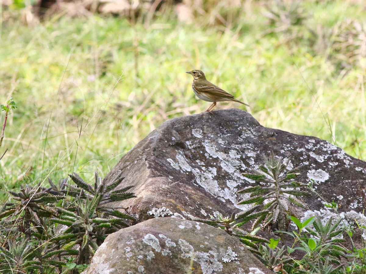 Olive-backed Pipit - ML413907801