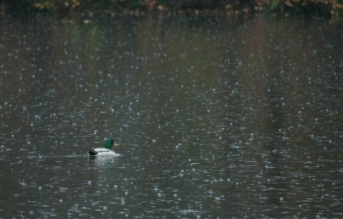 Mallard - ML41390841