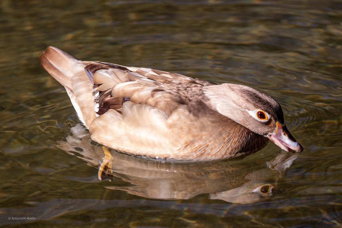 Pato Joyuyo - ML413910811