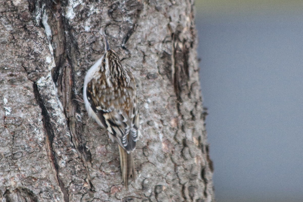 Brown Creeper - ML413911711
