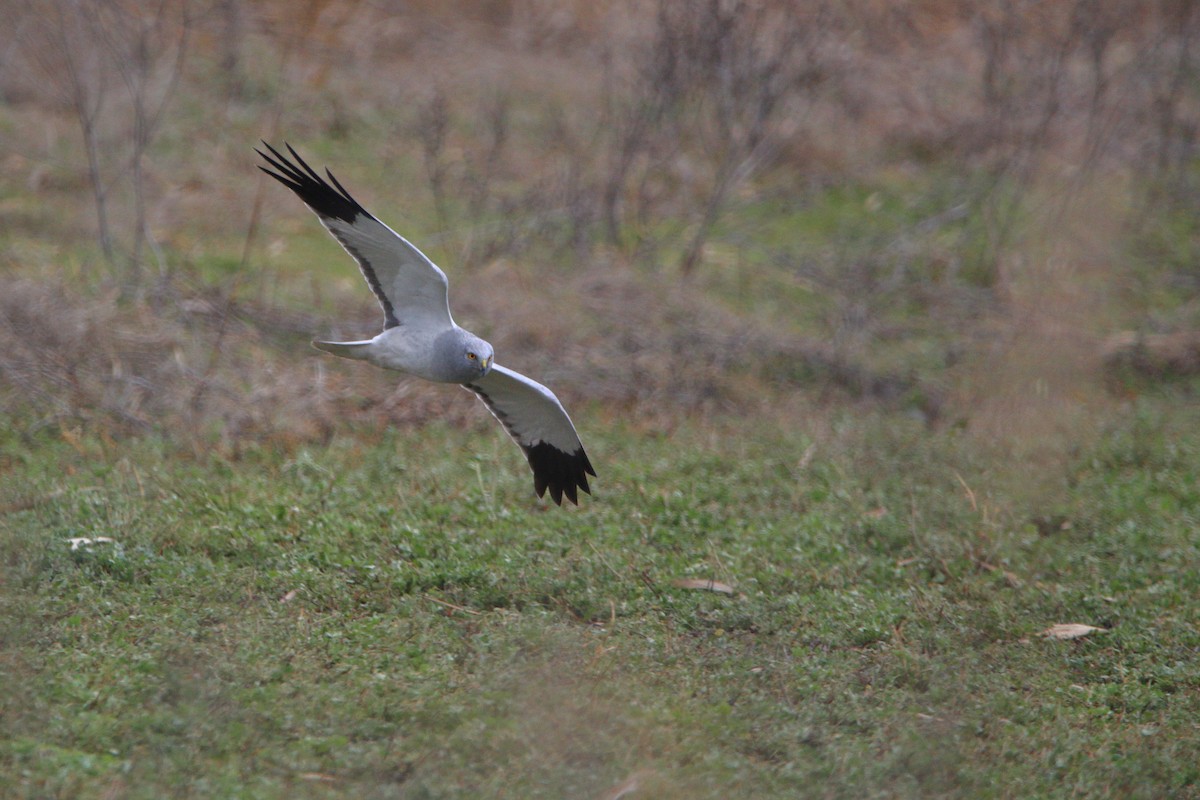 Aguilucho Pálido - ML413912941