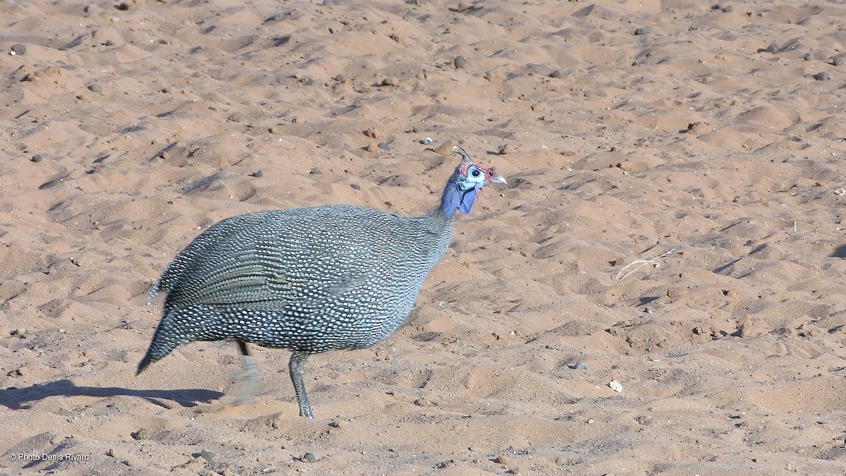 Helmeted Guineafowl - ML413913431