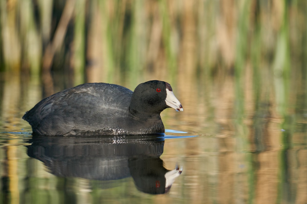 American Coot - ML413914181