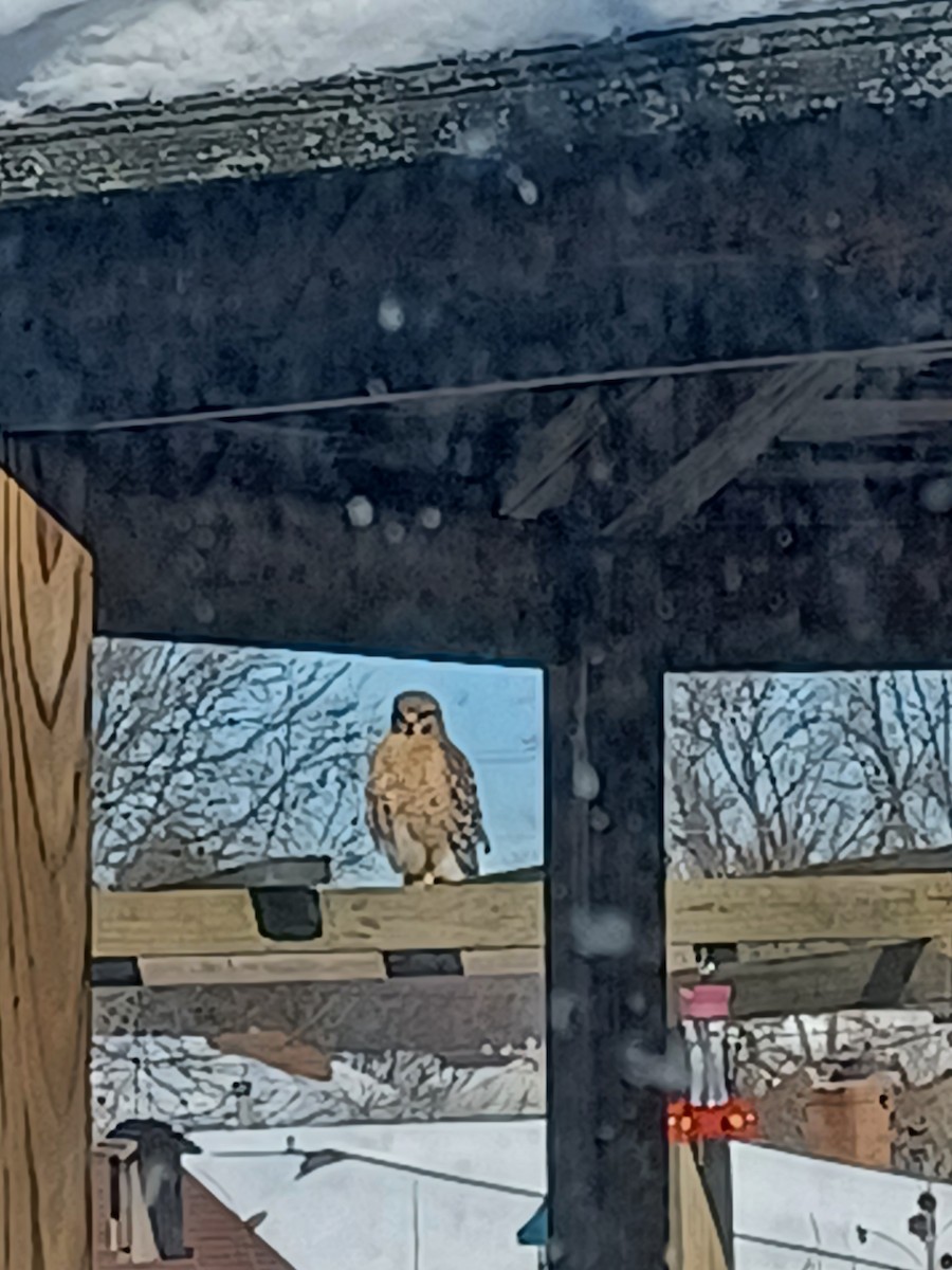 Red-shouldered Hawk - ML413914441