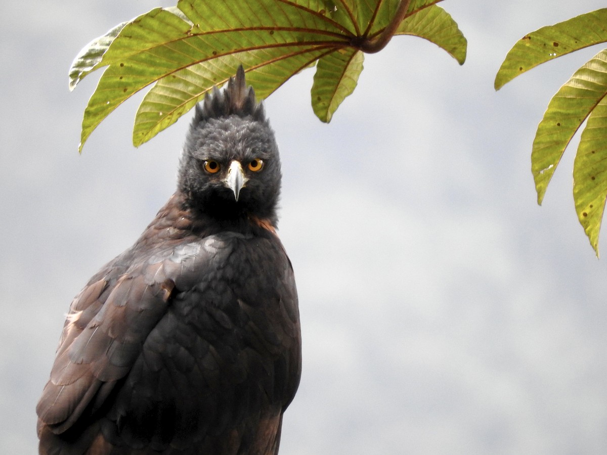 Black-and-chestnut Eagle - ML413915191