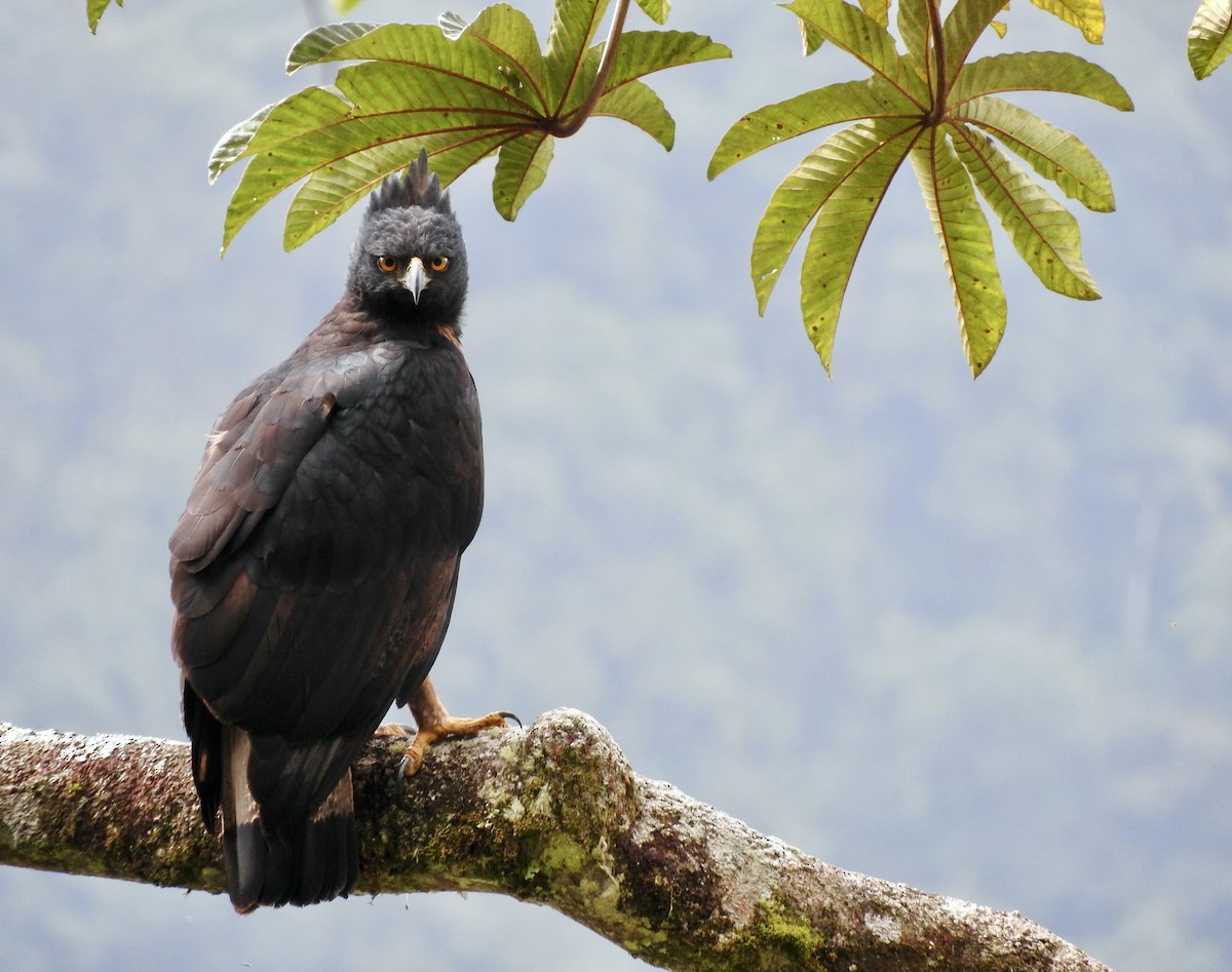 Black-and-chestnut Eagle - ML413915201