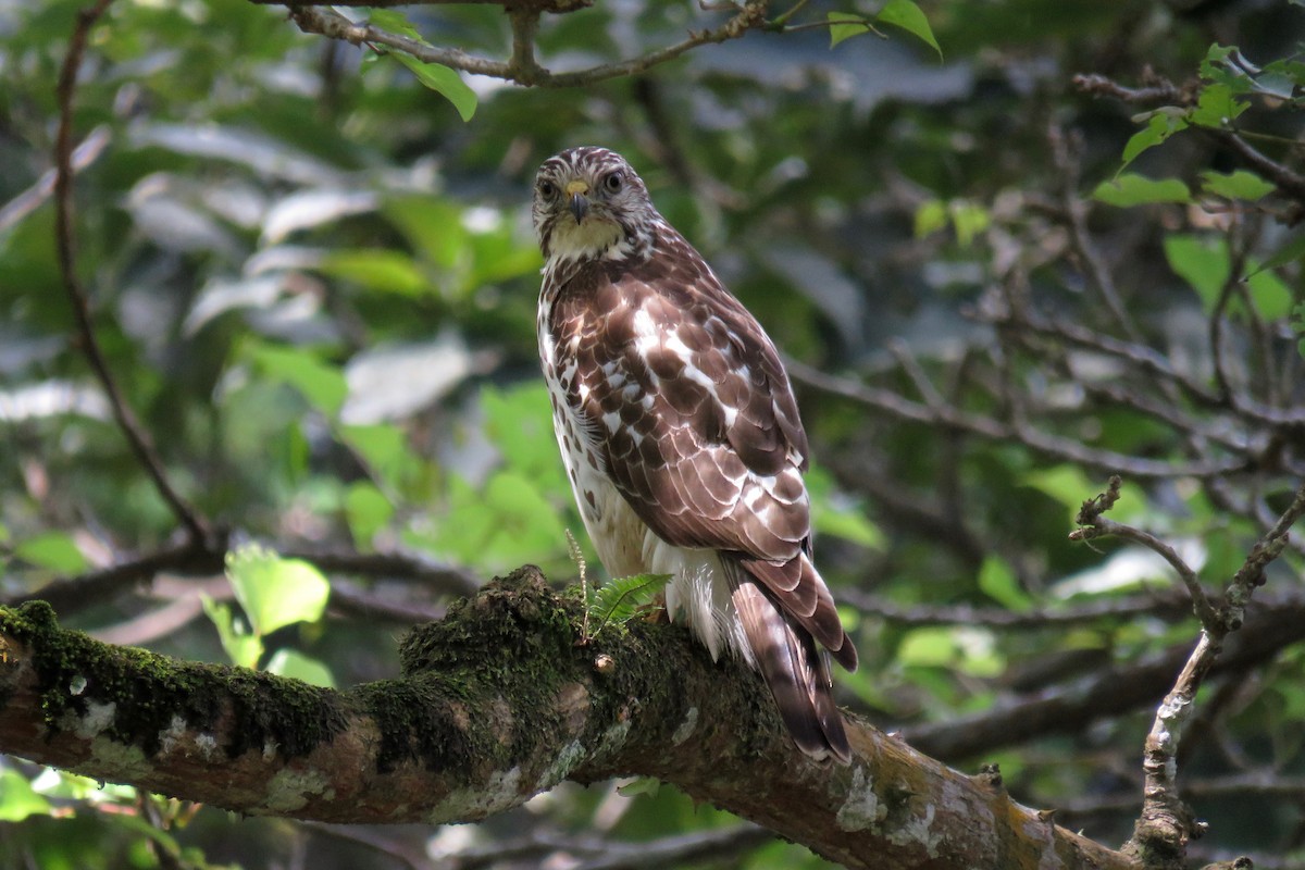 Broad-winged Hawk - ML41391541