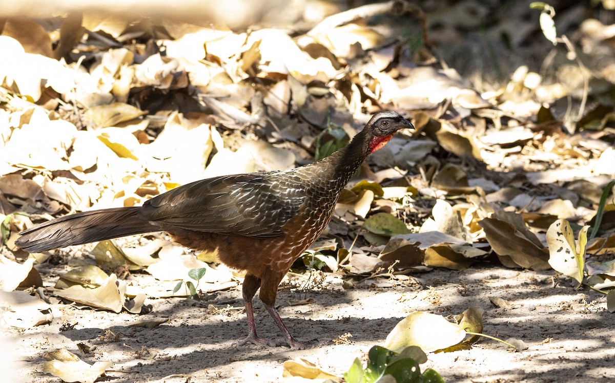 Chestnut-bellied Guan - Garima Bhatia