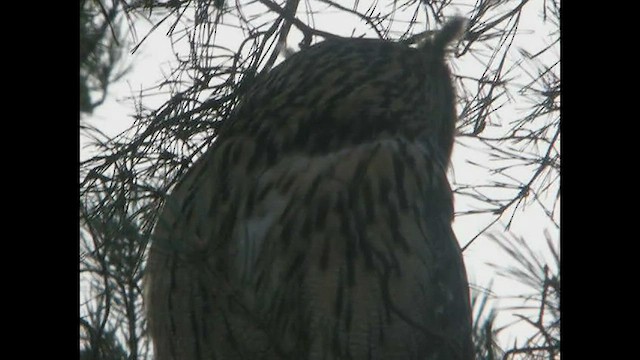 Eurasian Eagle-Owl - ML413917011