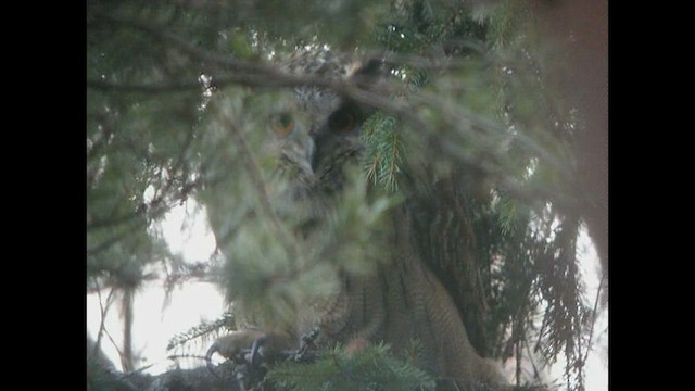 Eurasian Eagle-Owl - ML413918011