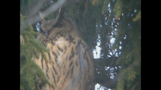 Eurasian Eagle-Owl - ML413918651