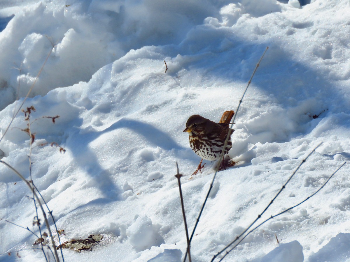 Fox Sparrow - ML413918741