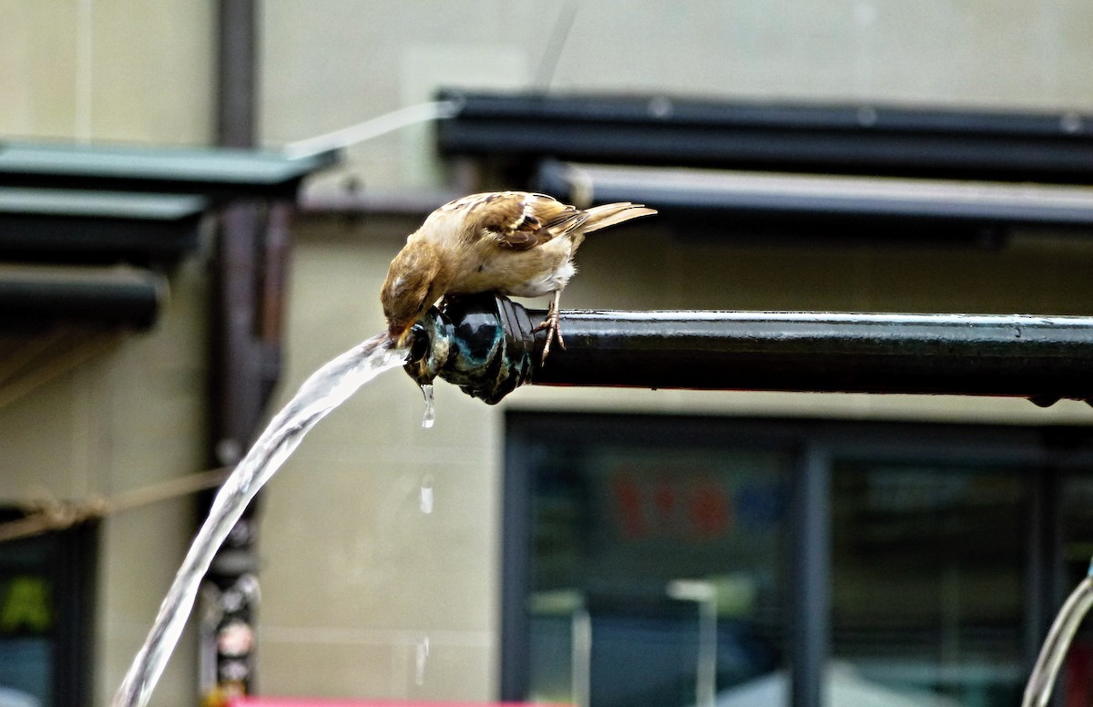 Moineau domestique - ML413919051