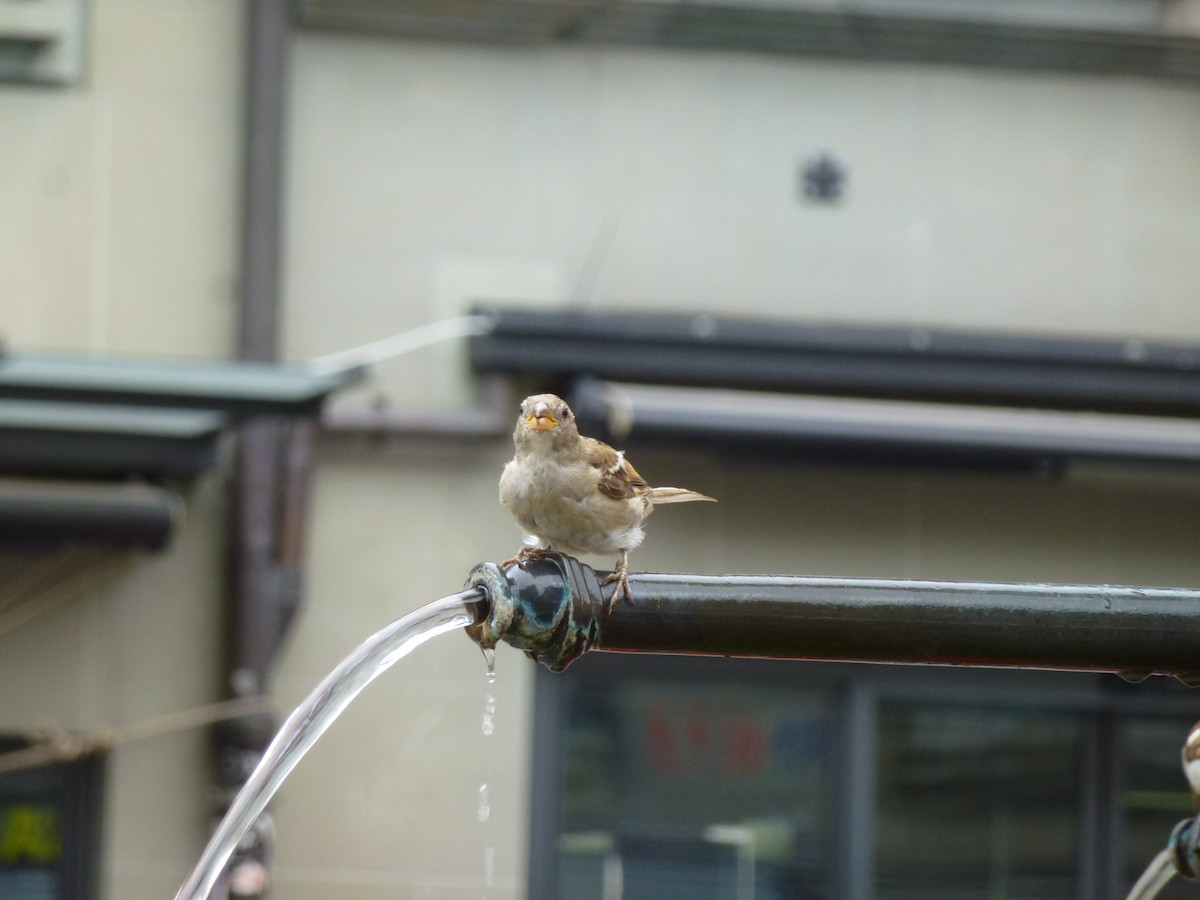 House Sparrow - Tom Steuter