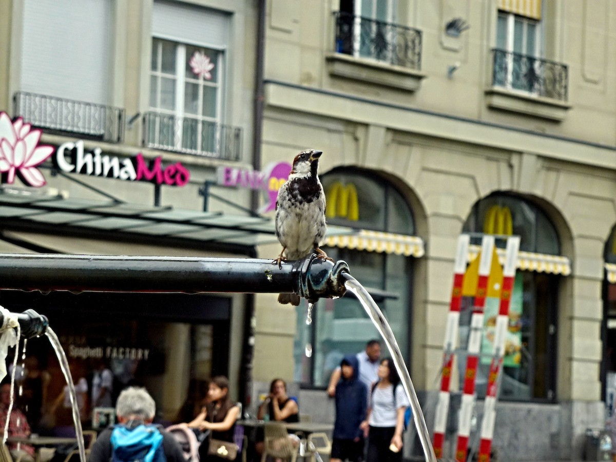 Moineau domestique - ML413919081