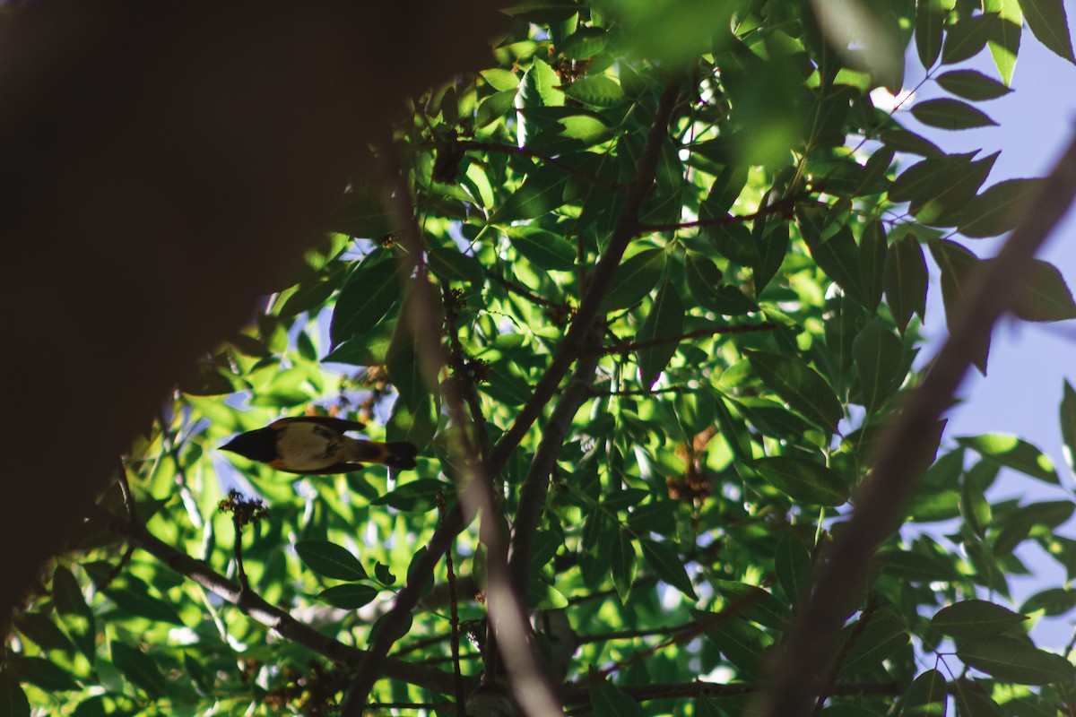 American Redstart - ML413919401