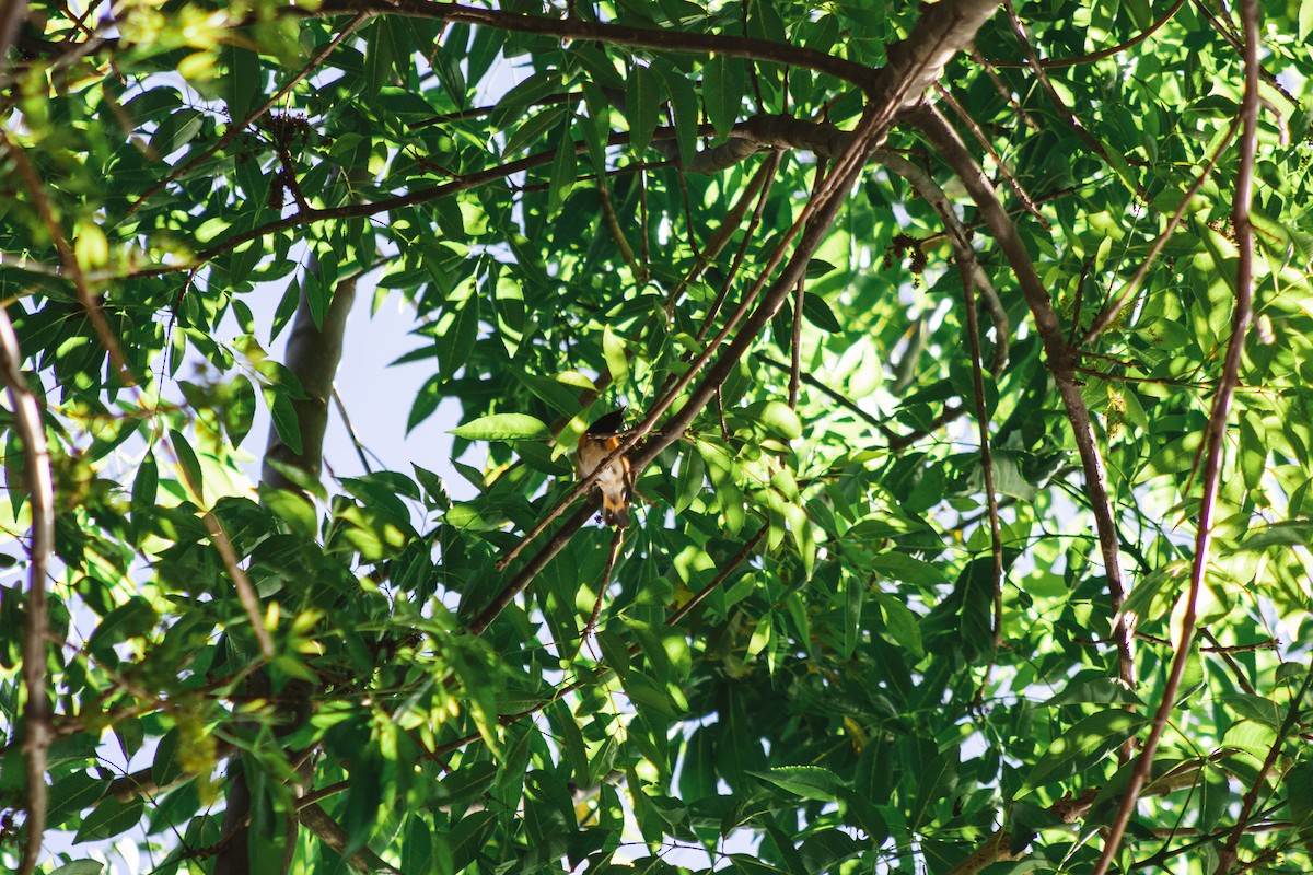 American Redstart - ML413919481