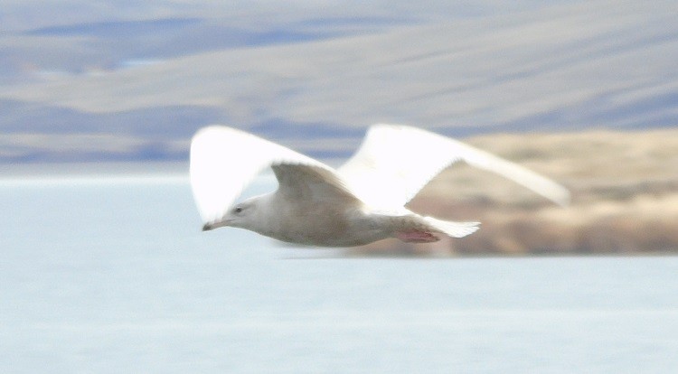 Glaucous Gull - ML413919681