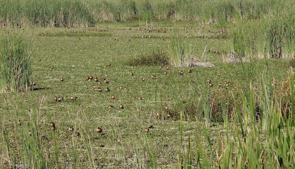 Fulvous Whistling-Duck - ML413920041