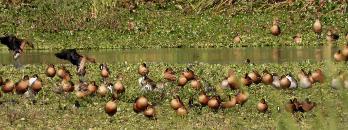 Fulvous Whistling-Duck - ML413920111