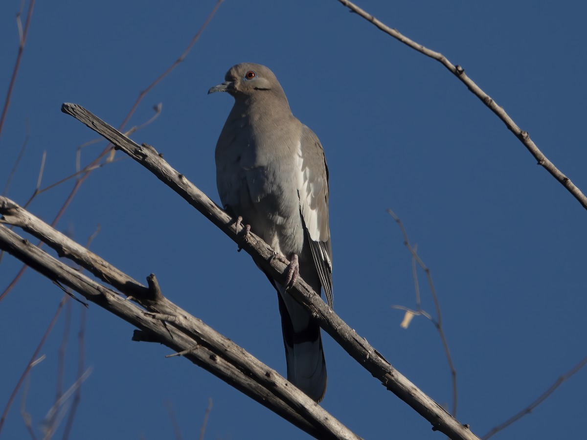 White-winged Dove - ML413920201