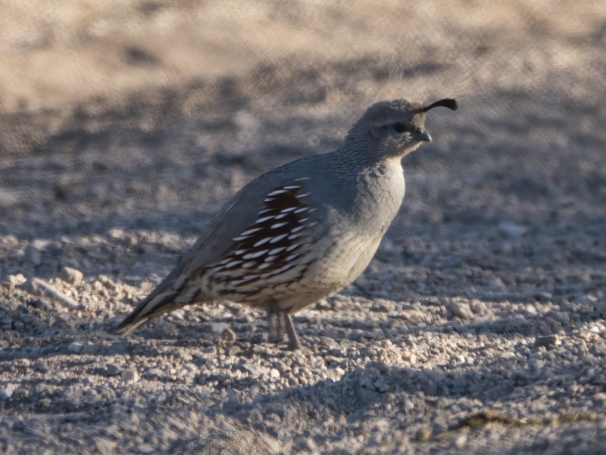 Gambel's Quail - ML413920261