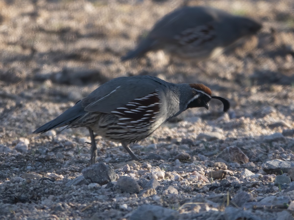 Gambel's Quail - ML413920271