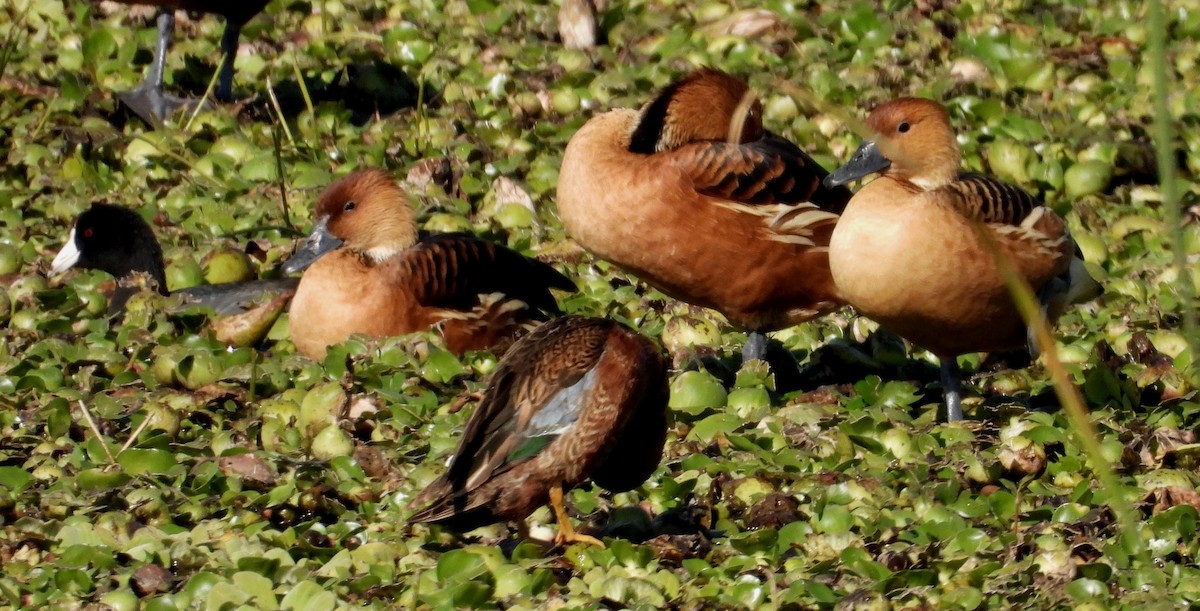 Fulvous Whistling-Duck - ML413920281