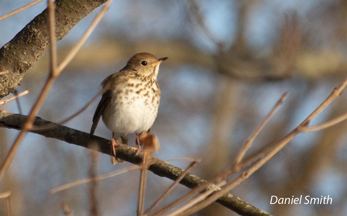 Hermit Thrush - ML413920351