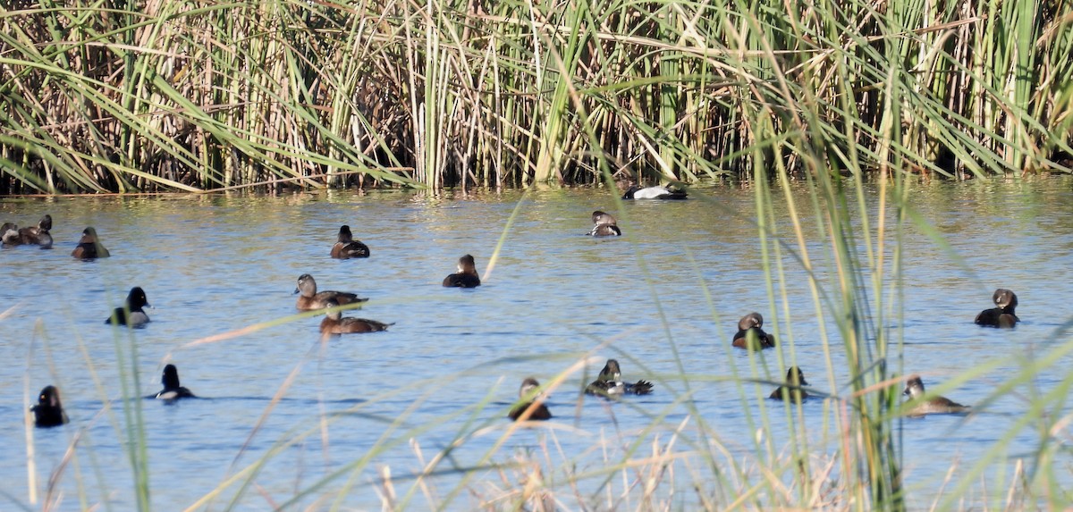 Ring-necked Duck - ML413920451