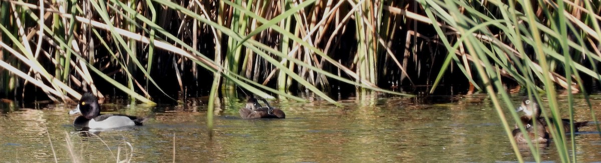 Ring-necked Duck - ML413920671