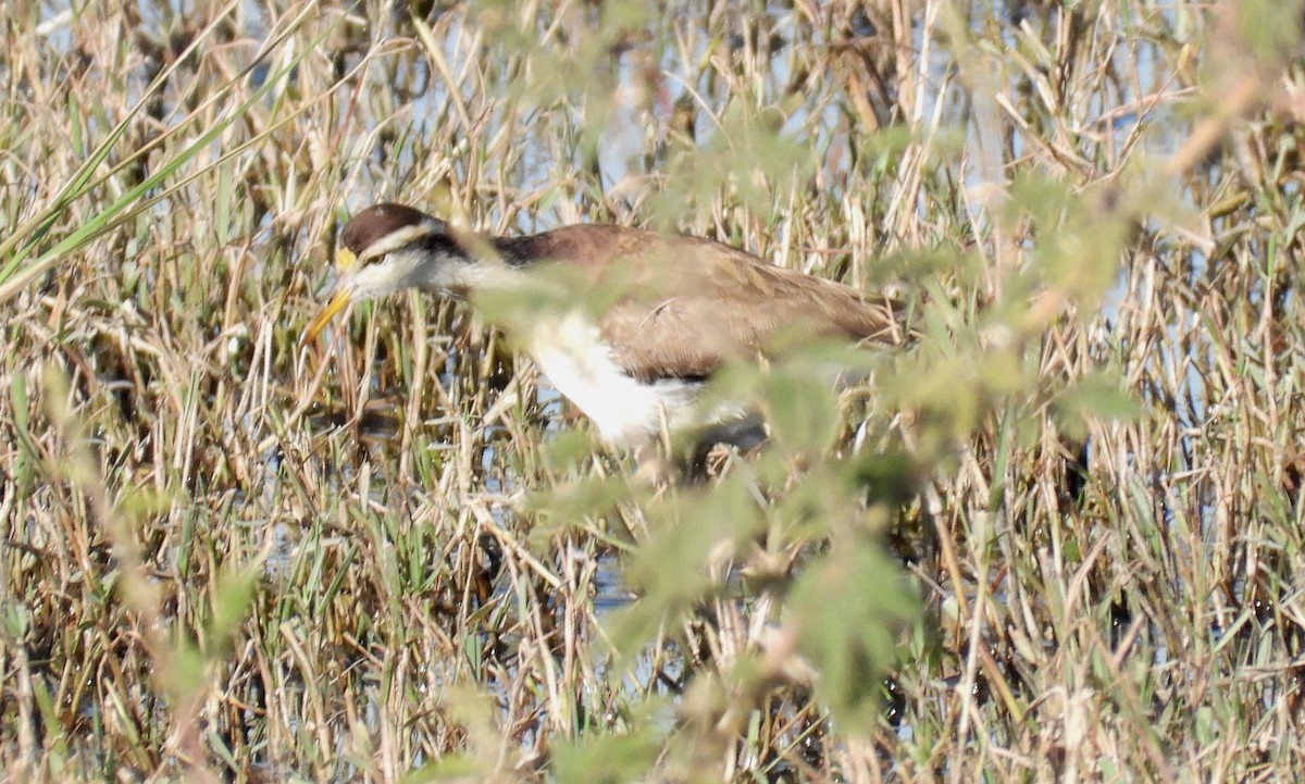 Northern Jacana - ML413921051
