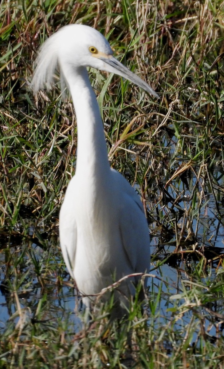 Snowy Egret - ML413921111