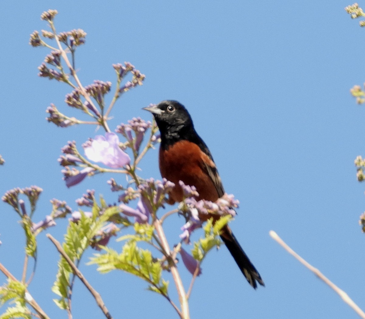 Orchard Oriole - ML413921191