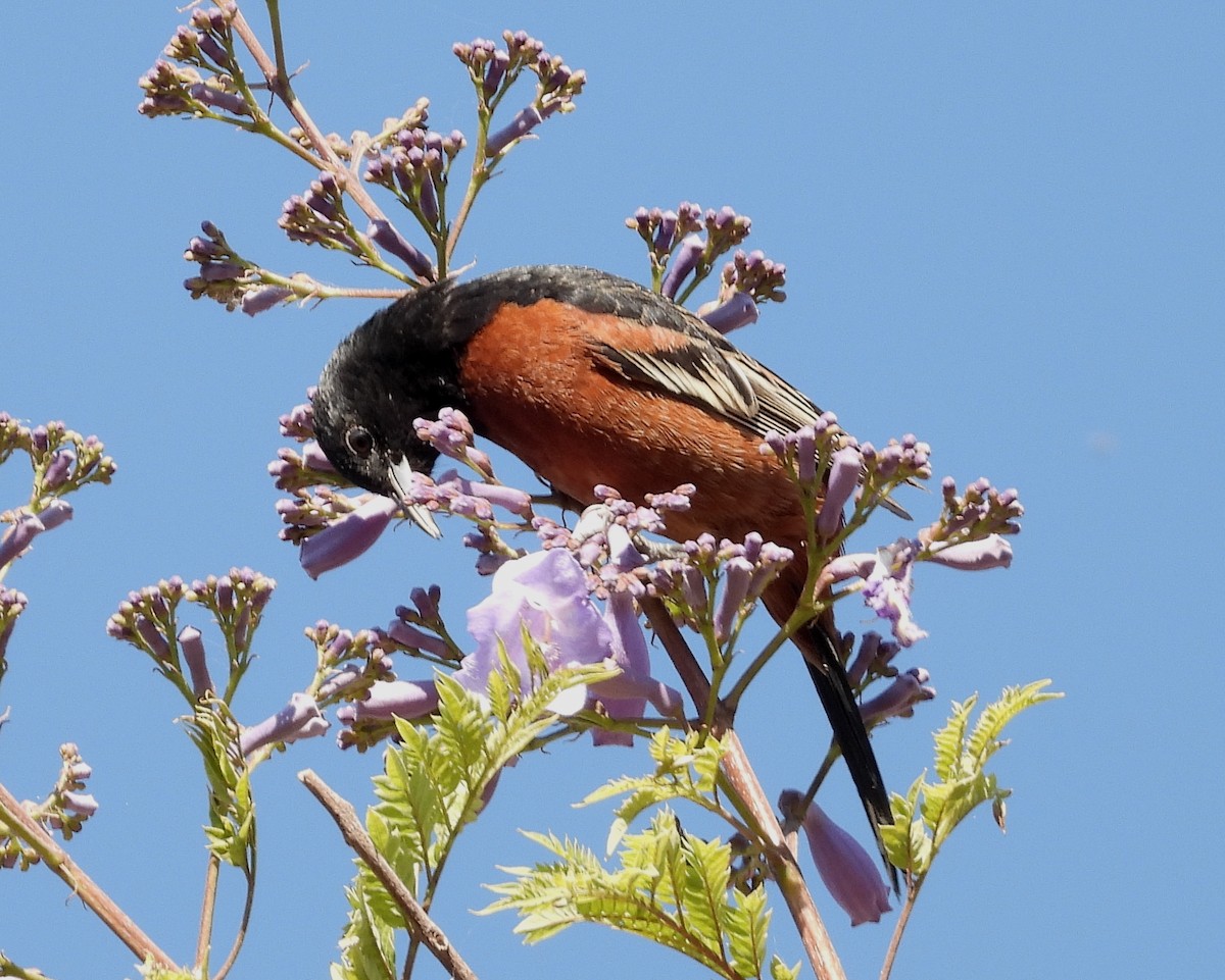 Orchard Oriole - ML413921261