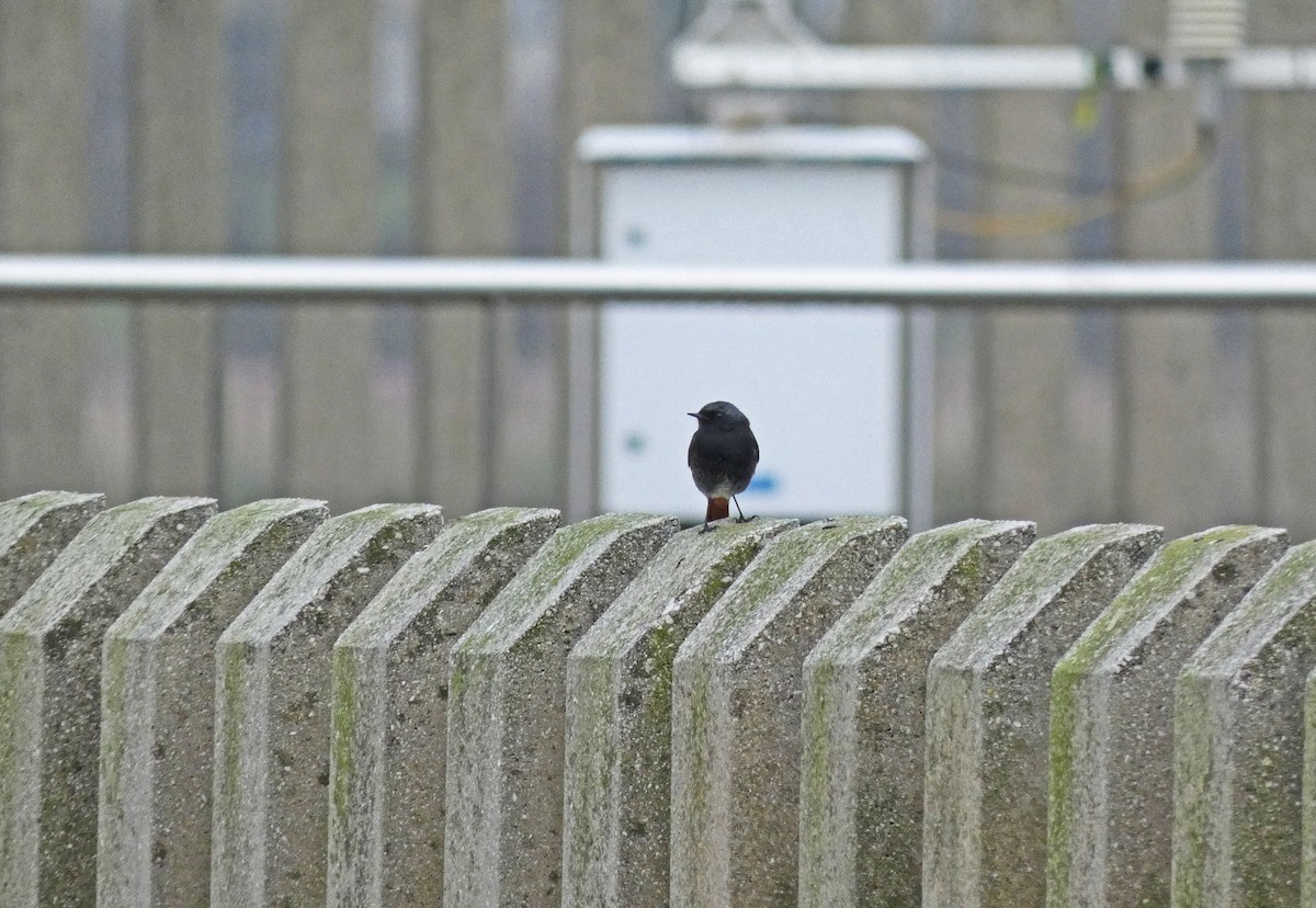 Black Redstart - ML413921411