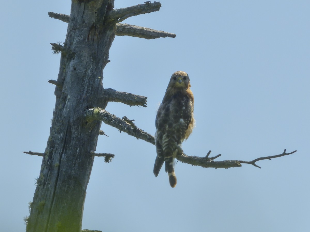 Red-shouldered Hawk - ML413921491