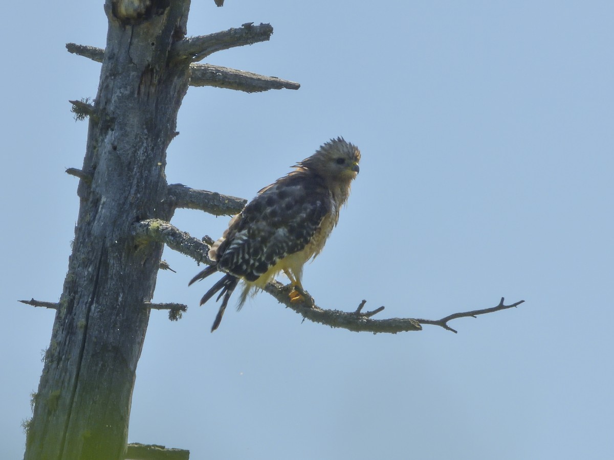 Red-shouldered Hawk - ML413921501