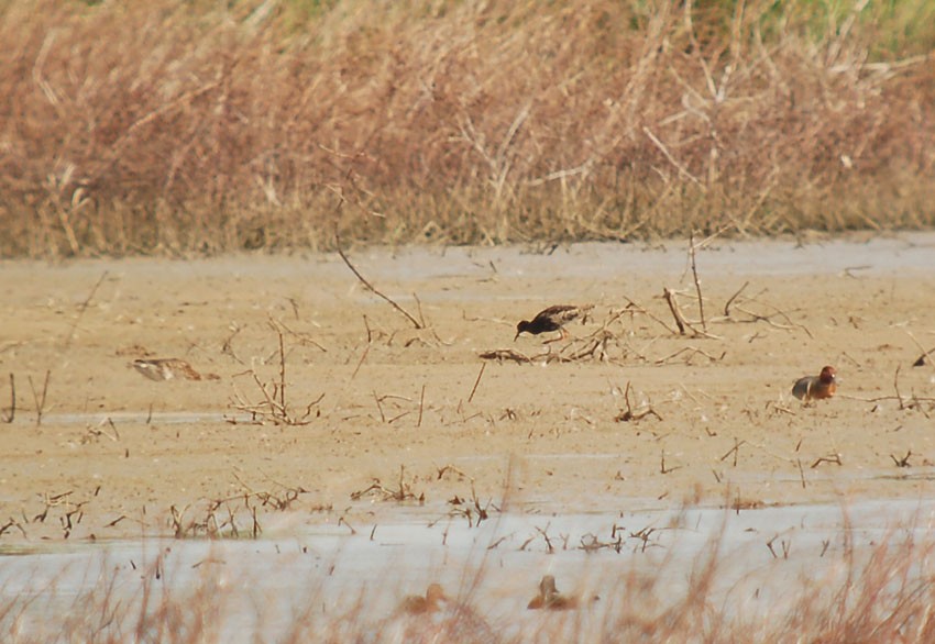 Kampfläufer - ML413921711