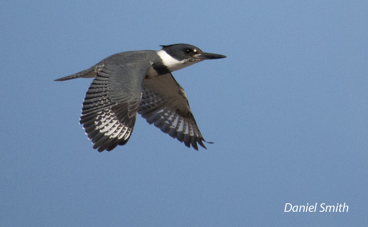 Belted Kingfisher - ML413922021